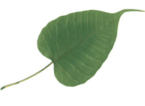 Leaf Structure of Mahabodhi tree from wiki